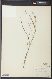 Carex aestivalis image