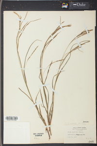 Carex aestivalis image