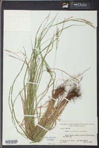 Carex aestivalis image