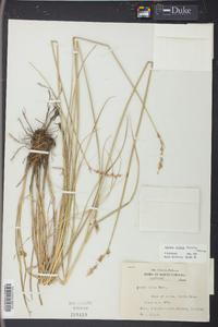 Carex alata image