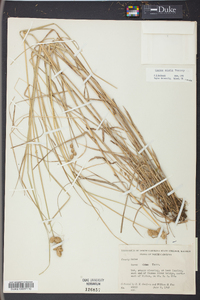 Carex alata image