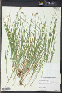 Carex albolutescens image