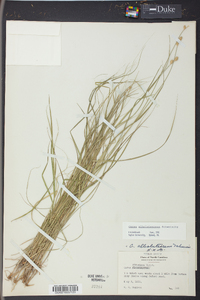 Carex albolutescens image