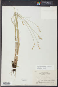 Carex albolutescens image