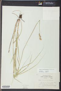 Carex albolutescens image