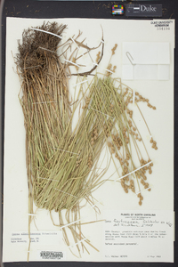 Carex albolutescens image