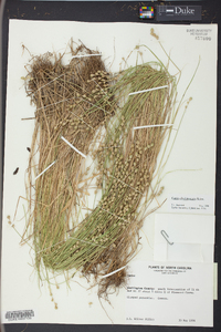 Carex albolutescens image