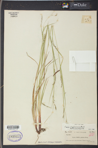 Carex allegheniensis image