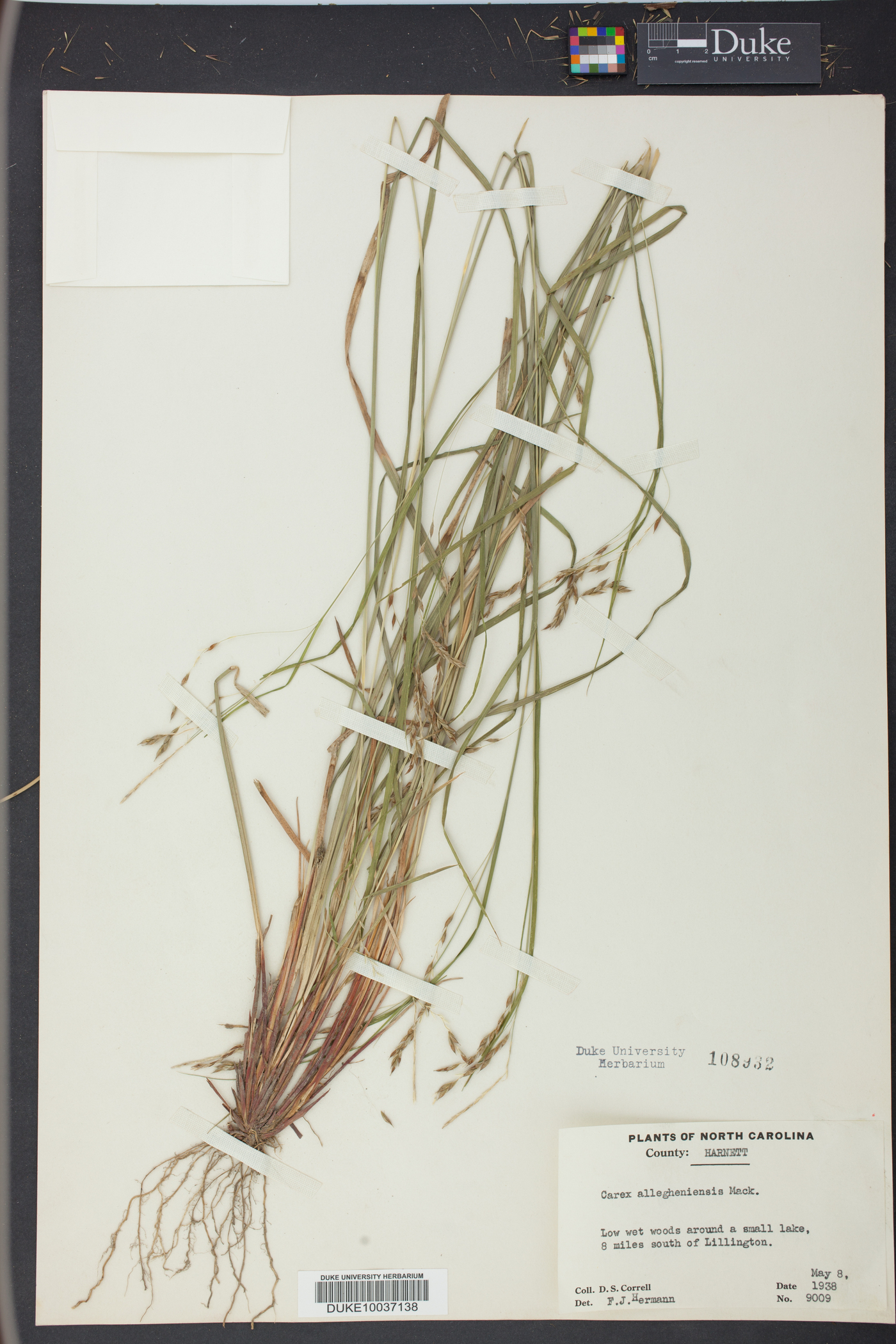 Carex allegheniensis image