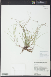 Carex austrodeflexa image