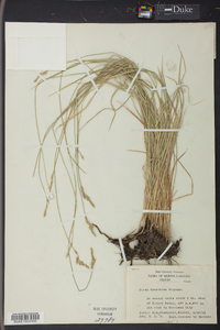 Carex bromoides image