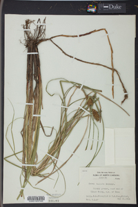 Carex bullata image