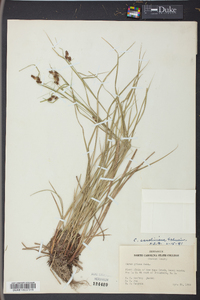 Carex caroliniana image