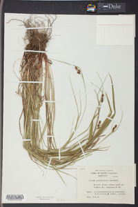 Carex caroliniana image