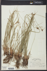 Carex caroliniana image