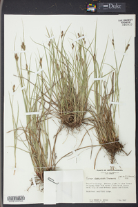 Carex caroliniana image