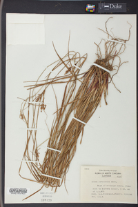 Carex complanata image