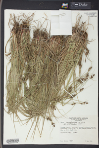 Carex complanata image