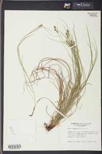 Carex complanata image