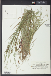 Carex complanata image