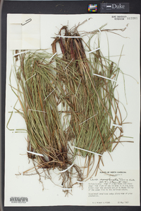 Carex complanata image