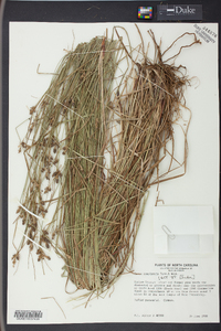 Carex complanata image