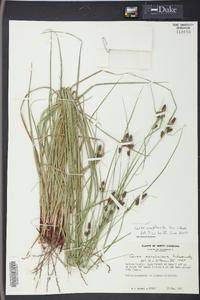 Carex complanata image