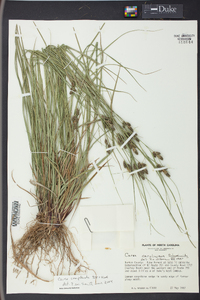 Carex complanata image