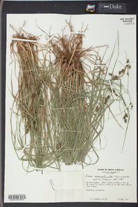 Carex complanata image