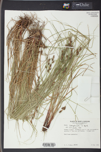 Carex complanata image