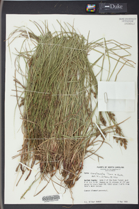 Carex complanata image