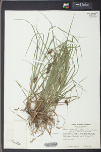 Carex complanata image