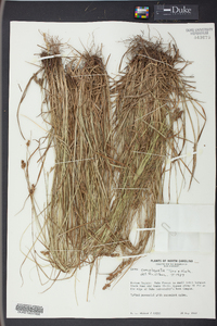 Carex complanata image