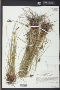 Carex complanata image