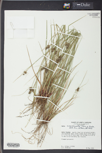 Carex complanata image