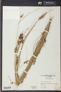 Carex complanata image