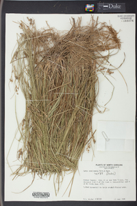 Carex complanata image