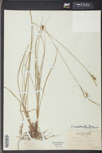 Carex complanata image