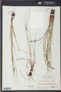 Carex complanata image