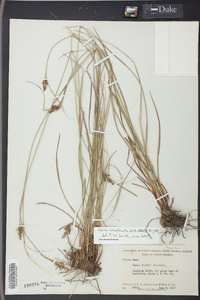 Carex complanata image