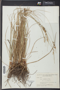 Carex complanata image