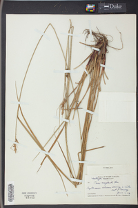 Carex complanata image