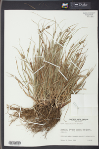 Carex complanata image