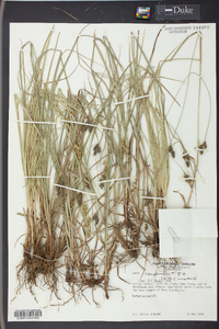 Carex complanata image