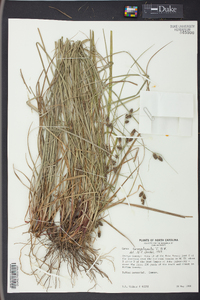 Carex complanata image