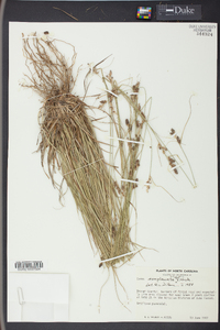 Carex complanata image