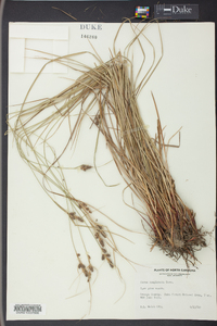 Carex complanata image