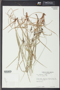 Carex complanata image