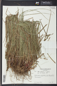 Carex complanata image