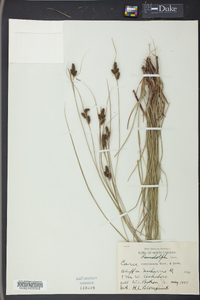 Carex complanata image